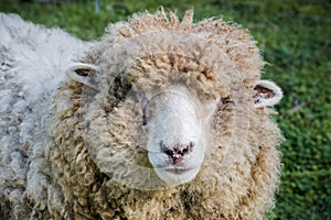 Close up of woolly sheep