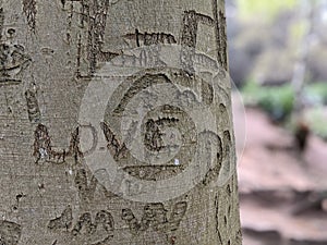 A close up of Words and love carved into the bark of a tree trunk