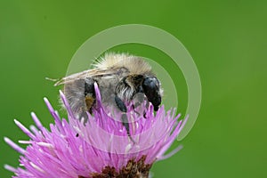 Close up of a worker of the common carder bee, Bombus pascuorum on knapwood