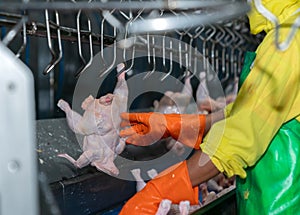 Close up worker hand hang chicken on conveyor line