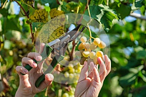 Close up of Worker's Hands Cutting White Grapes from vines during wine harvest in Italian Vineyard.