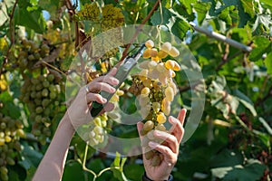 Close up of Worker's Hands Cutting White Grapes from vines during wine harvest in Italian Vineyard. download