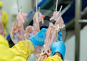 Close up worker use stainless pliers pull fillet out of chicken carcass on conveyor jack