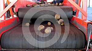Close-up. workers in gloves are sorting through potatoes manually on conveyor belt. potatoes are put in large wooden
