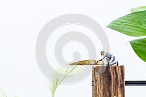 Close up workers work on Epipremnum aureum Golden pothos