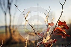 Close up of a worldly plant in the sun