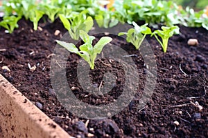 close-up of worm castings in garden bed