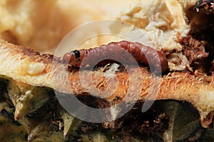 Close up of worm Mudaria luteileprosa Holloway on durian fruits photo