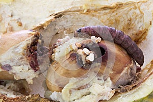 Close up of worm Mudaria luteileprosa Holloway on durian fruits photo