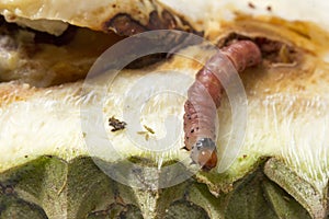 Close up of worm Mudaria luteileprosa Holloway on durian fruits photo