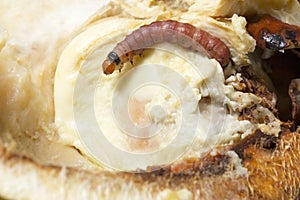 Close up of worm Mudaria luteileprosa Holloway on durian fruits photo