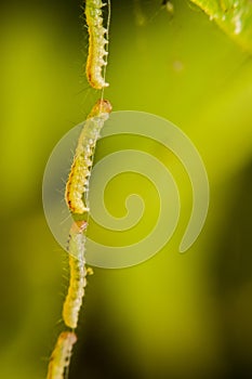 Close-up of a worm on a web