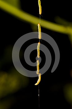 Close-up of a worm on a web