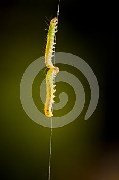 Close-up of a worm on a web