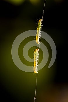 Close-up of a worm on a web
