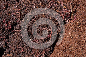 Close-up of Worms in Rich Soil Compost Bin