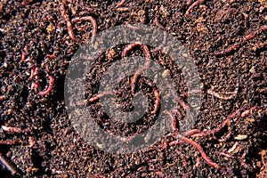 Close-up of Worms in Rich Soil Compost Bin