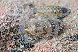 Close up of a woudlouse species , Porcellio spinicornis, which prefers stones