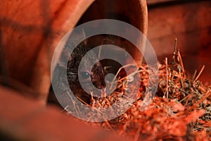 Close up of Woylie or brush-tailed bettong, sitting in a pot. Woylie is extremely rare and endemic to Australia