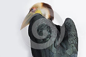 Close up of wreathed hornbill bird (Aceros Undulatus) on white background