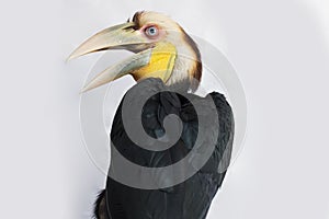 Close up of wreathed hornbill bird (Aceros Undulatus) on white background