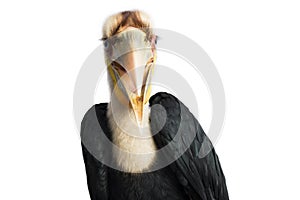 Close up of wreathed hornbill bird (Aceros Undulatus) on white background