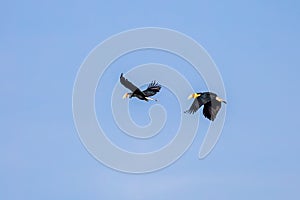 Close up of Wreathed hornbill(Rhyticeros undulatus)