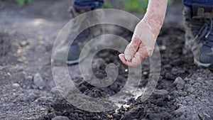 Close up wrinkled hand sowing seeds in garden soil