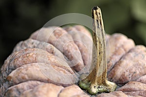 Close up of a wrinkly pumpkin with long stem