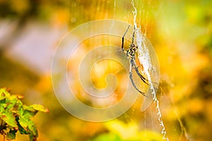 A close up of a writing spider in a web.