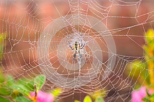 A close up of a writing spider in a web.