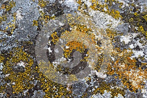 Close up of Xanthoria parietina. Yellow lichen on the bark of a tree. common orange lichen, yellow scale, maritime sunburst lichen