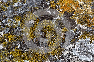 Close up of Xanthoria parietina. Yellow lichen on the bark of a tree. common orange lichen, yellow scale, maritime sunburst lichen