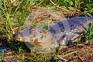 Close up of Yacare Caiman, Caiman Crocodilus Yacare Jacare, in the grassland, Pantanal, Porto Jofre, Mato Grosso, Brazil photo