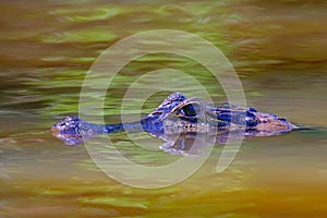 Close up of Yacare Caiman, Caiman Crocodilus Yacare Jacare, swimming in the Cuiaba river, Pantanal, Porto Jofre, Brazil