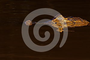 Close up of Yacare Caiman, Caiman Crocodilus Yacare Jacare, swimming in the Cuiaba river, Pantanal, Porto Jofre, Brazil