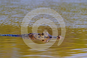 Close up of Yacare Caiman, Caiman Crocodilus Yacare Jacare, swimming in the Cuiaba river, Pantanal, Porto Jofre, Brazil photo