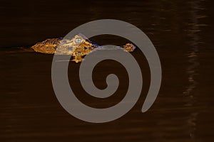 Close up of Yacare Caiman, Caiman Crocodilus Yacare Jacare, swimming in the Cuiaba river, Pantanal, Porto Jofre, Brazil photo