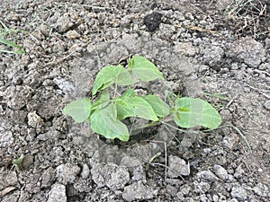 Yard long bean plaint on the ground