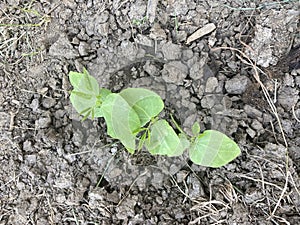 Yard long bean plaint on the ground