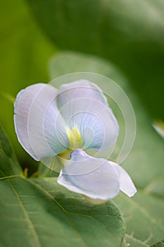 close-up of yardlong bean or chinese long bean flower