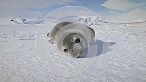 Close-up yawning baby seal on Antarctica snow land