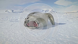 Close-up yawning baby seal on Antarctica snow land