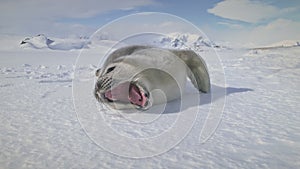 Close-up yawning baby seal on Antarctica snow land