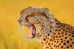 Close-up of yawning cheetah head and shoulders