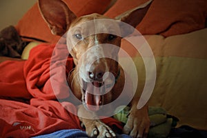 Close-up of a yawning dog