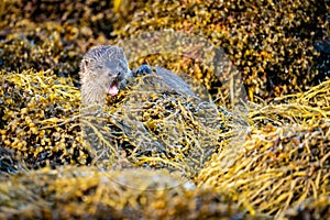 Close up of yawning European Otter Lutra lutra