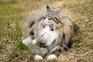 Close-up of a yawning norwegian forest cat laying on the grass outdoor. funny cat