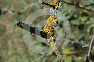 close-up: yelloe lichen on the branches of a tree