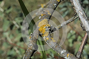 close-up: yelloe lichen on the branches of a tree